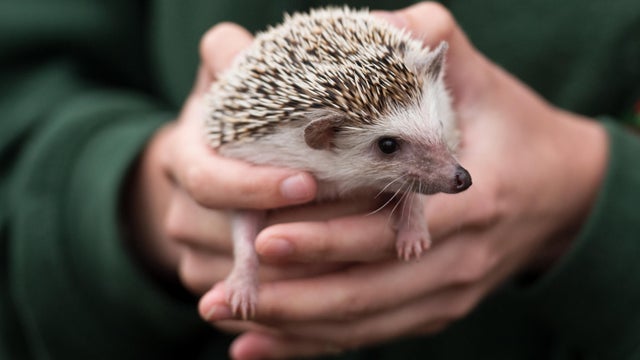 BRITAIN-AGRICULTURE-SHOW 