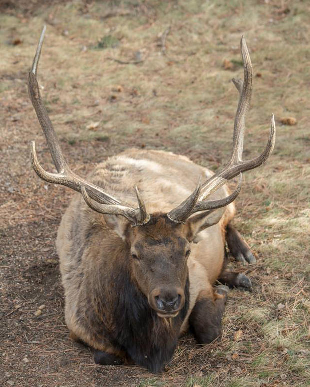 elk poaching 5 (credit marsha hobert) 