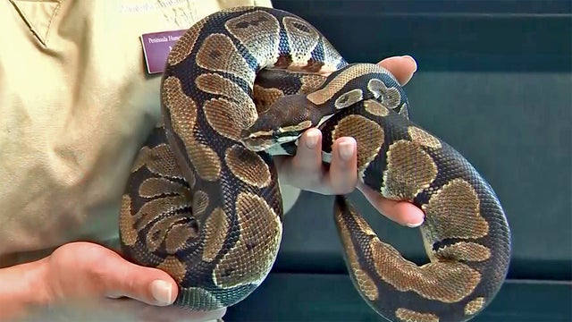 ball-python.jpg 