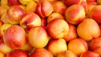 whitefleshnectarines-1.jpg 