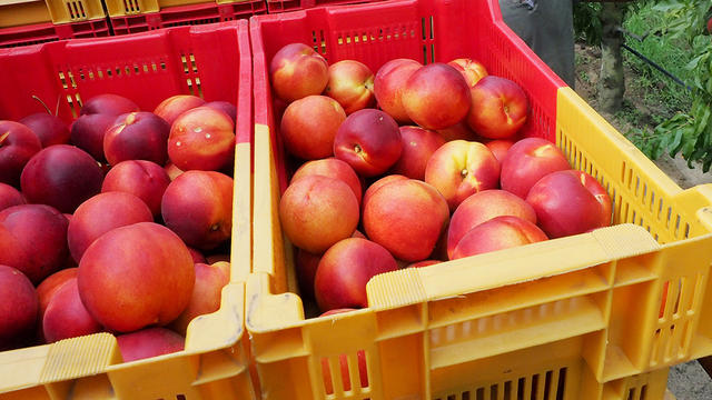 nectarines-820220848.jpg 