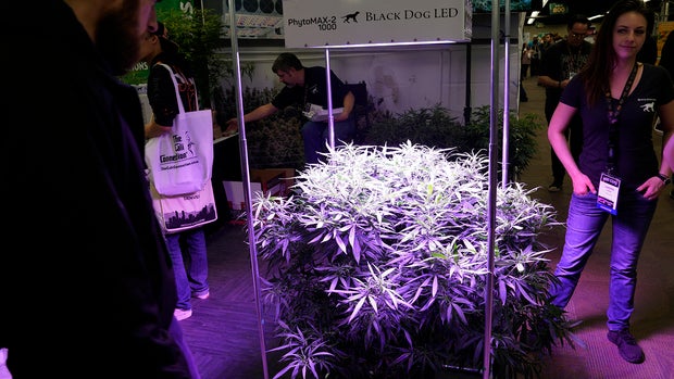 Largest Cannabis Trade Show Comes To Denver