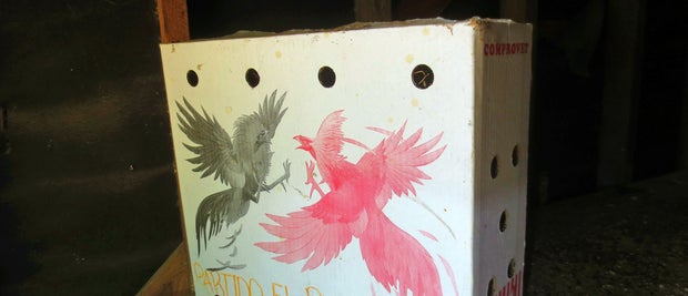 cock-fighting_2
