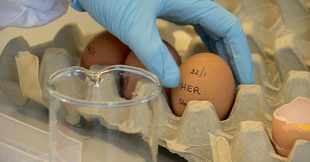 Researchers Find Way For Chickens To Lay Eggs Filled With Cancer 