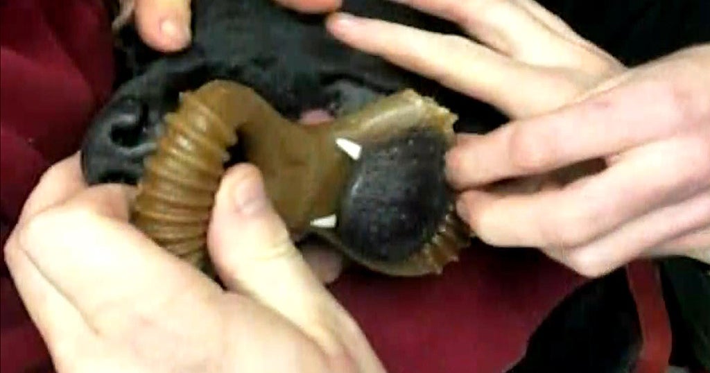 Vets Use Saw To Remove Chew Toy Stuck In Dog's Mouth CBS Boston