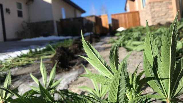 marijuana raid commerce city 