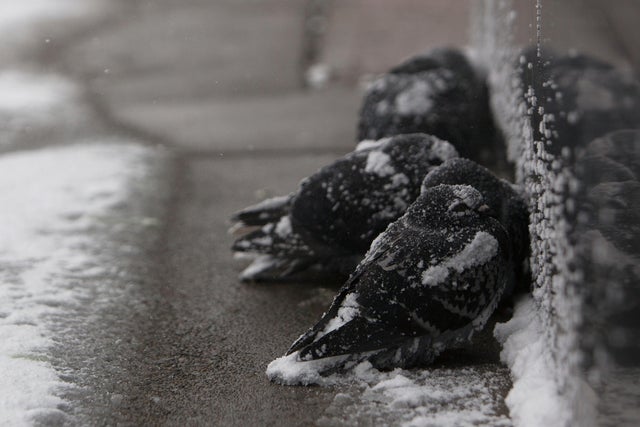 Pigeons huddle together in the snow during a winter storm in Buffalo, NY