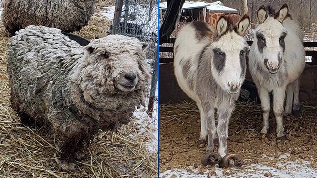 butlercountyneglectedanimals.jpg 