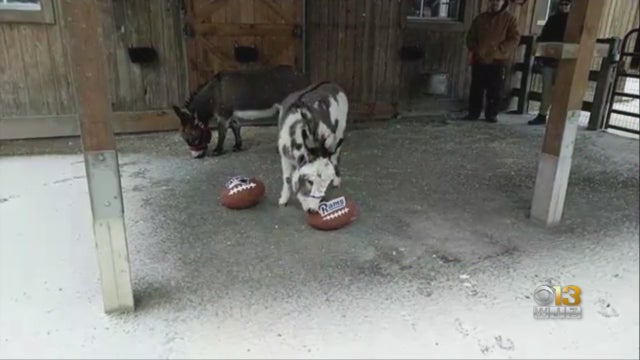 maryland-zoo-donkeys-make-supebowl-predictions.jpg 