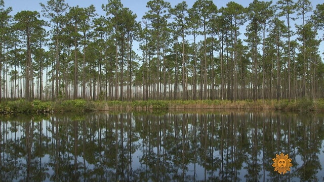 sm-p2-forair-nature-okefenookee-swamp-020319-copy-01-consolidated-01-frame-2934.jpg 