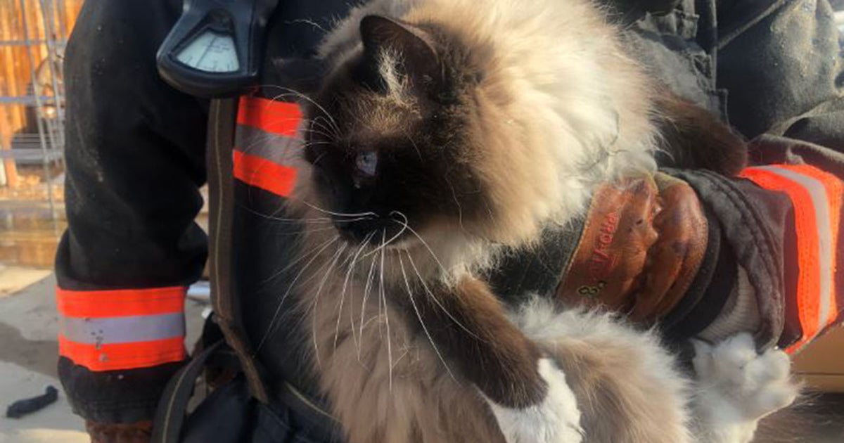 Firefighters Rescue Cat From Burning Home - CBS Colorado