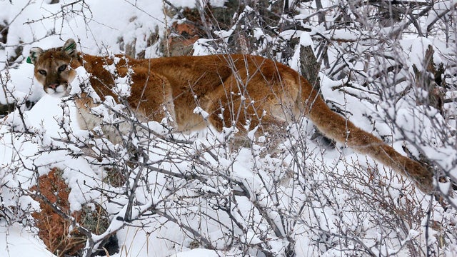 FILE PHOTO: A mountain lion makes its way through fresh snow in the foothills outside of Golden 