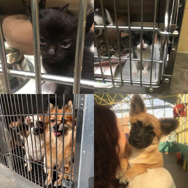 17 Cats, 6 Dogs Found Living In 'Unsanitary Conditions' In Kensington Home, Pennsylvania SPCA Says 