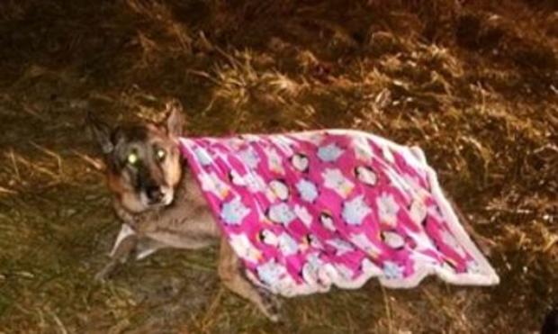 Police Looking For Owner Of Injured Dog 