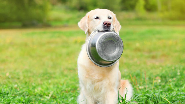 golden-retriever-with-bowl-in-mouth.jpg 