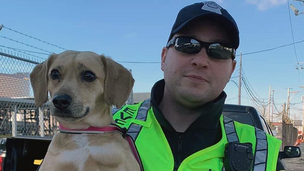 Everett dog found (ctsy Everett Animal Control)