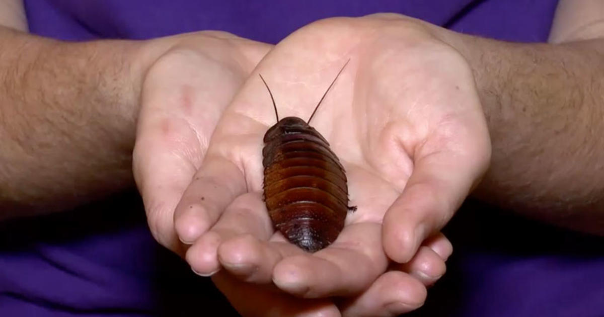 You can name a cockroach after your ex for Valentine's Day. Here's how.
