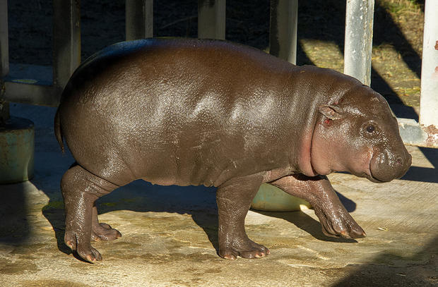 Baby Pygmy Hippo Zoo Miami 