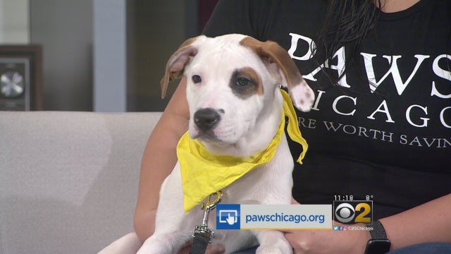 ernest_pet-of-the-week.jpg 