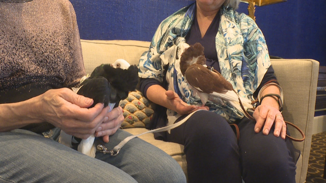 SENIOR BIRD THERAPY PKG.transfer_frame_562 