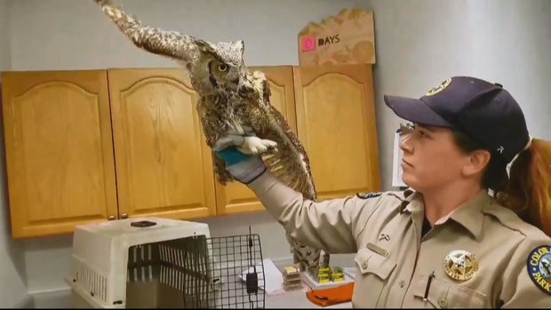 GREAT HORNED OWL SAVED_frame_425 