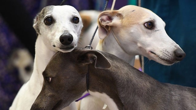 whippets-854177588.jpg 