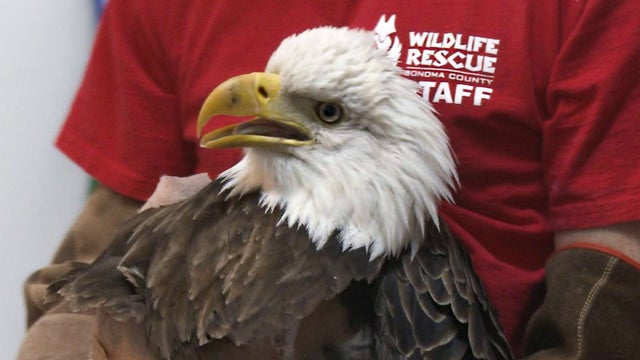 injured-bald-eagle-sonoma-county-wildlife-rescue.jpg 