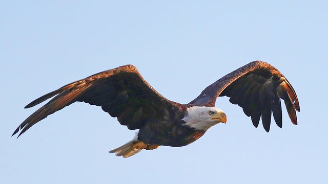 eagle.jpg 