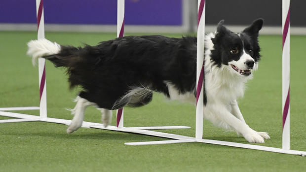 Westminster Kennel Club Hosts Meets The Breed Agility Show Ahead Its Annual Dog Show 