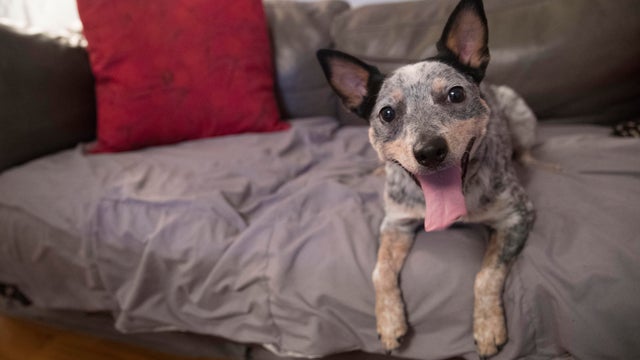 Dog Show Dog DNA Testing 