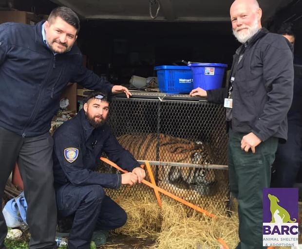 Tiger found in house 