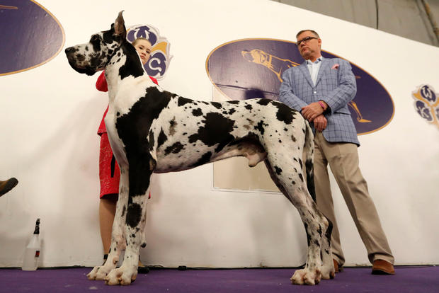 Stormy, a Great Dane from Pennsylvania awaits judging in the Working group at the 143rd Westminster Kennel Club Dog Show in New York 