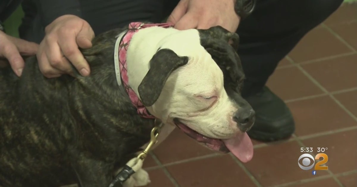 Nassau Cops Save Dog Tied To Porch In The Cold - CBS New York
