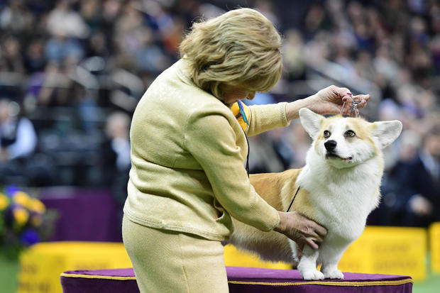 Westminster Kennel Club Hosts Its Annual Dog Show In New York 