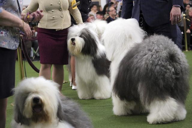 which dog won best in show at crufts 2019