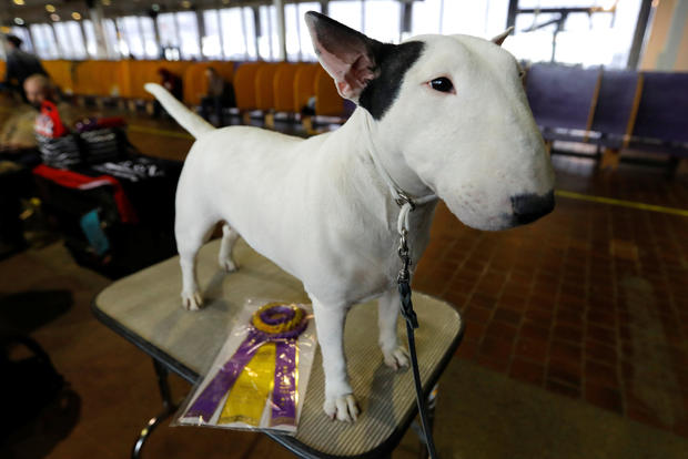 Zola, a Mini Bull Terrier from Vancouver, British Columbia and winner of Best in Breed, at 143rd Westminster Kennel Club Dog Show in New York 