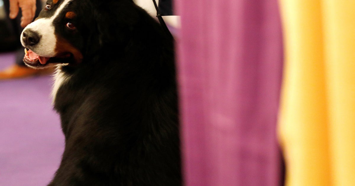 Mix Half Corgi Half Chihuahua Retreiver Corgi Mixed With Chihuahua