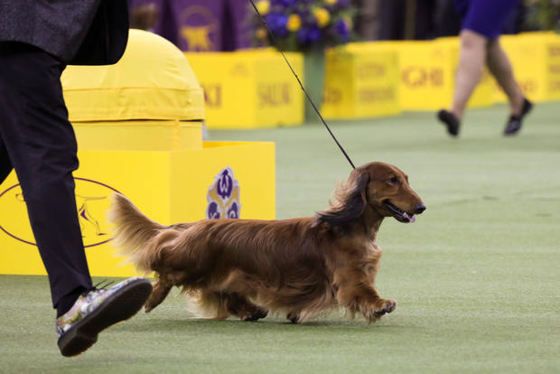 "Walmar-Solo's OMG" a longhaired Dachshund won first in the Hound Group at the 143rd Westminster Kennel Club Dog show at Madison Square Garden in New York 