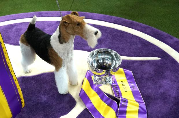 US-WESTMINSTER-DOG-BEST-IN-SHOW 
