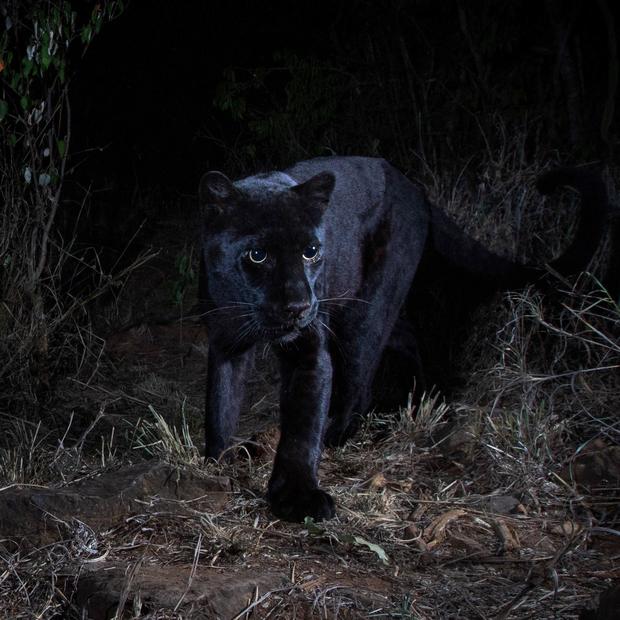 African black leopard photographed for the first time in over 100 years 