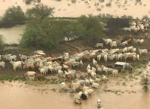 australia-floods-cows.jpg 
