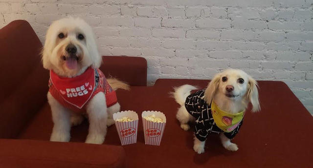 Dog speed dating: New York dogs go speed dating to find love