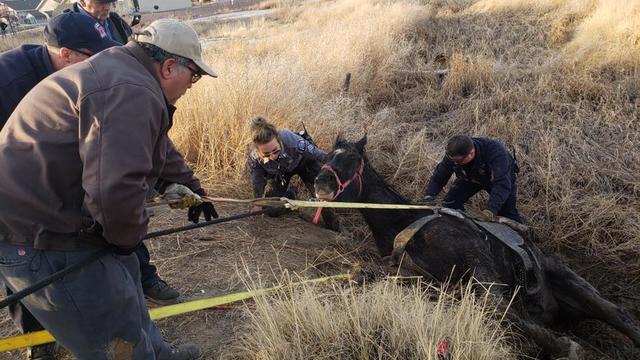 horse-rescue-fremont-county-sheriffs-office-3.jpg 