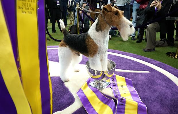 King, Best In Show at Westminster Kennel Club Dog Show 