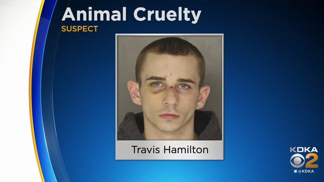 travis-hamilton.jpg 