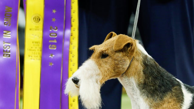 A Wire Fox Terrier "King" wins the Best in Show group at the 143rd Westminster Kennel Club Dog Show in New York City, New York 