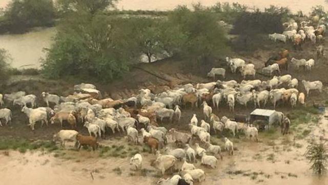 australia-floods-cows.jpg 