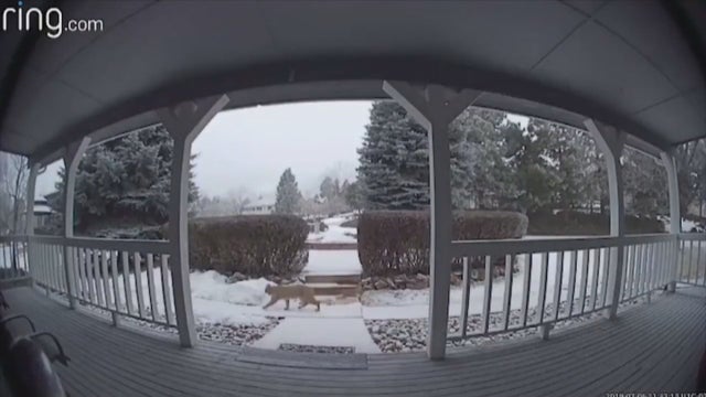 LITTLETON BOBCAT 5VO_frame_297