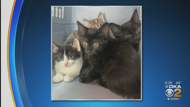 thomas-campbell-kittens-cats.jpg 