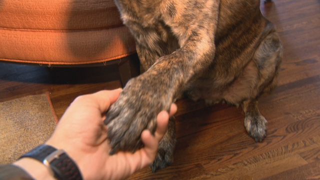 LOST DOG 6PKG.transfer_frame_526 